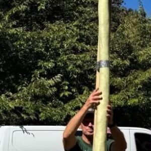 114.5" Maydan 2025 Long Gourd - 4 seeds