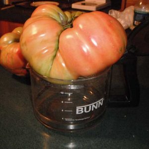 5.21 lb Vander Wielen Tomato Seed - Worldwide Giant Growers