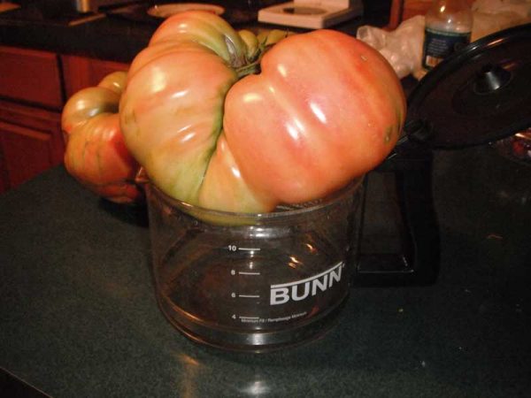 2-5-clementz-tomato
