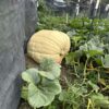 1,005 lbs NEW ! Giant Pumpkin 2023 Bubbas - Image 3