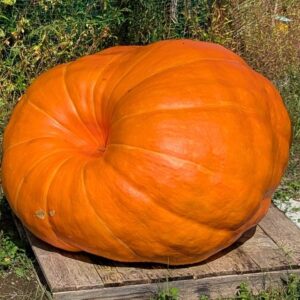 767 Maydan '25 - 2 Seeds (1464 Brown x Self)