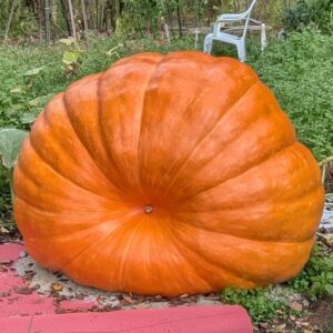 895 Maydan '25 - 2 Seeds