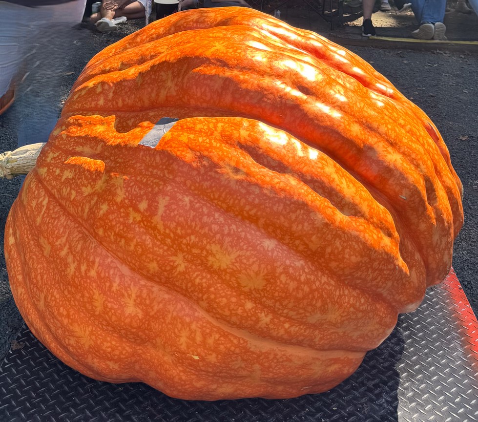 953.5 Keegan '25 - 2 seeds - Image 2