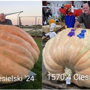 Ciesielski Combo PACK (1668 & 1570) - 3 SEEDS EACH