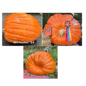 Maydan Triple Orange seed pack - 6 seeds