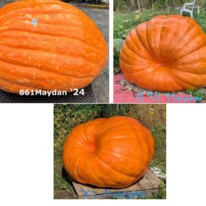 Maydan Triple Orange seed pack - 9 seeds