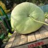 New Bushel Gourd 239 lb Toboyeck - Image 3