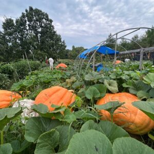 DIY Garden Combo Seed Pack