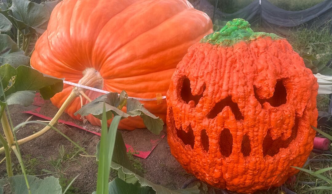 How Much Do Giant Pumpkins Sell For