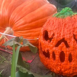 Contest Grow 2 Pumpkins on 1 plant