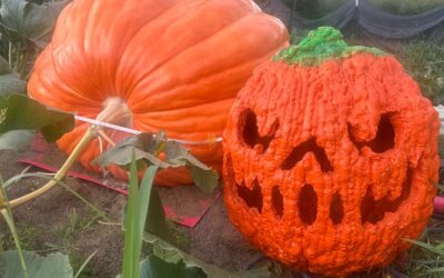 How Much Do Giant Pumpkins Sell For