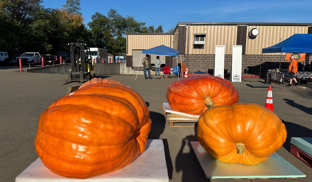 Pumpkin Seeds how many varieties are there?
