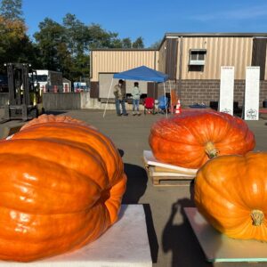 How to Grow Giant Pumpkin Seeds Package