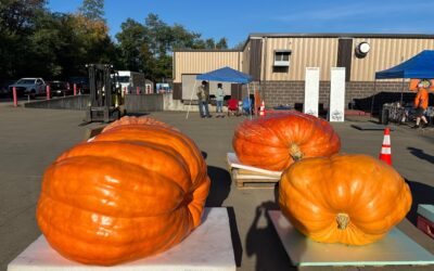 Pumpkin Seeds how many varieties are there?