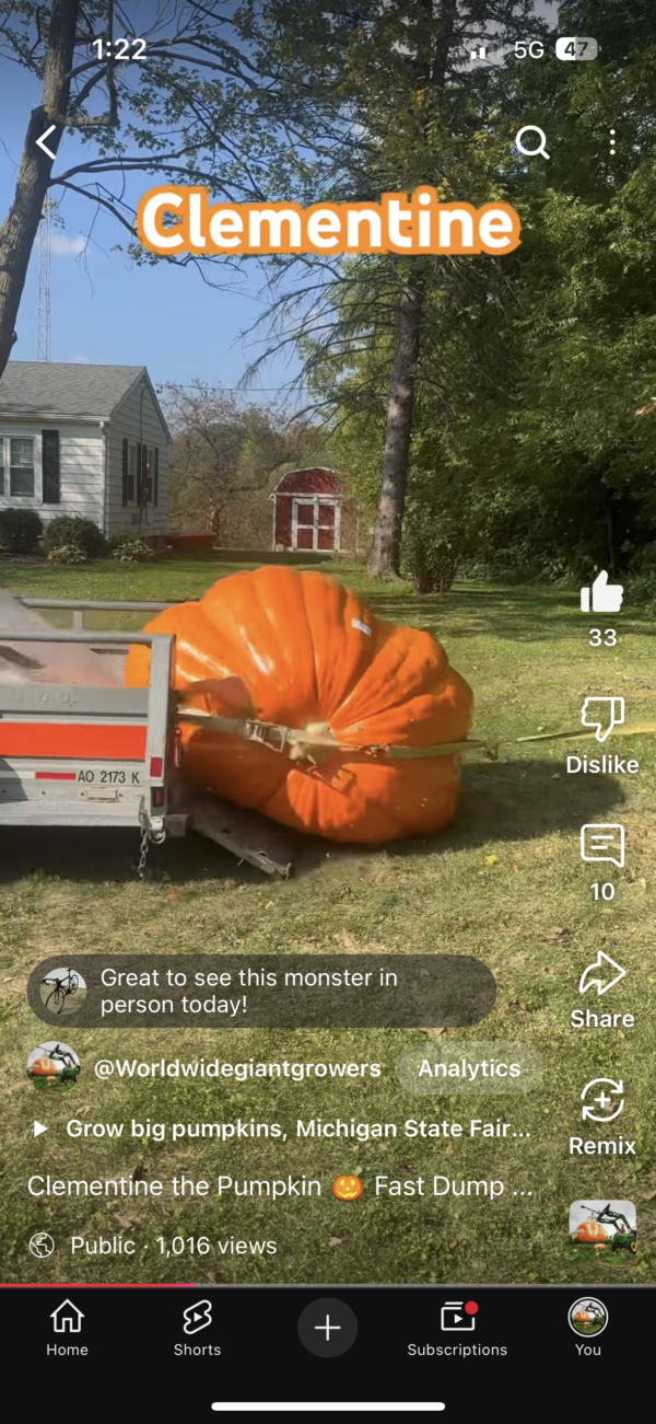 800 lb est.Ugly Pumpkins grow Orange monsters - Image 5