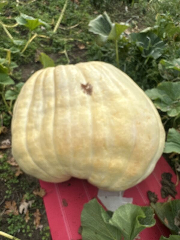 800 lb est.Ugly Pumpkins grow Orange monsters - Image 3
