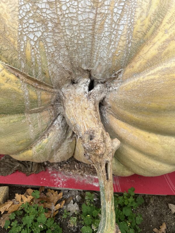 800 lb est.Ugly Pumpkins grow Orange monsters - Image 4