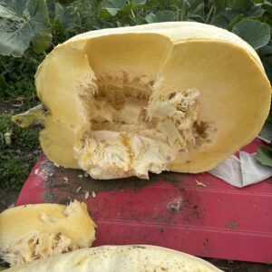 800 lb est.Ugly Pumpkins grow Orange monsters