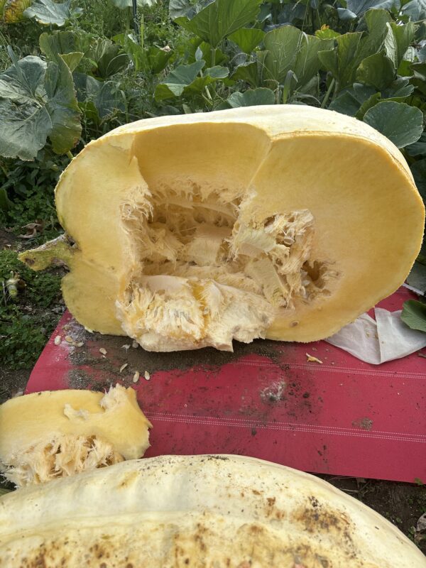 800 lb est.Ugly Pumpkins grow Orange monsters