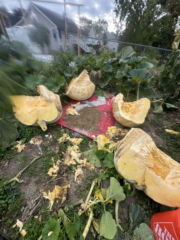 800 lb est.Ugly Pumpkins grow Orange monsters - Image 2