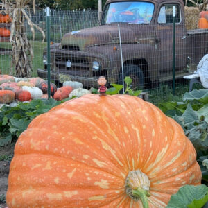 Perfect Pumpkin 1033.5 TOBOYEK