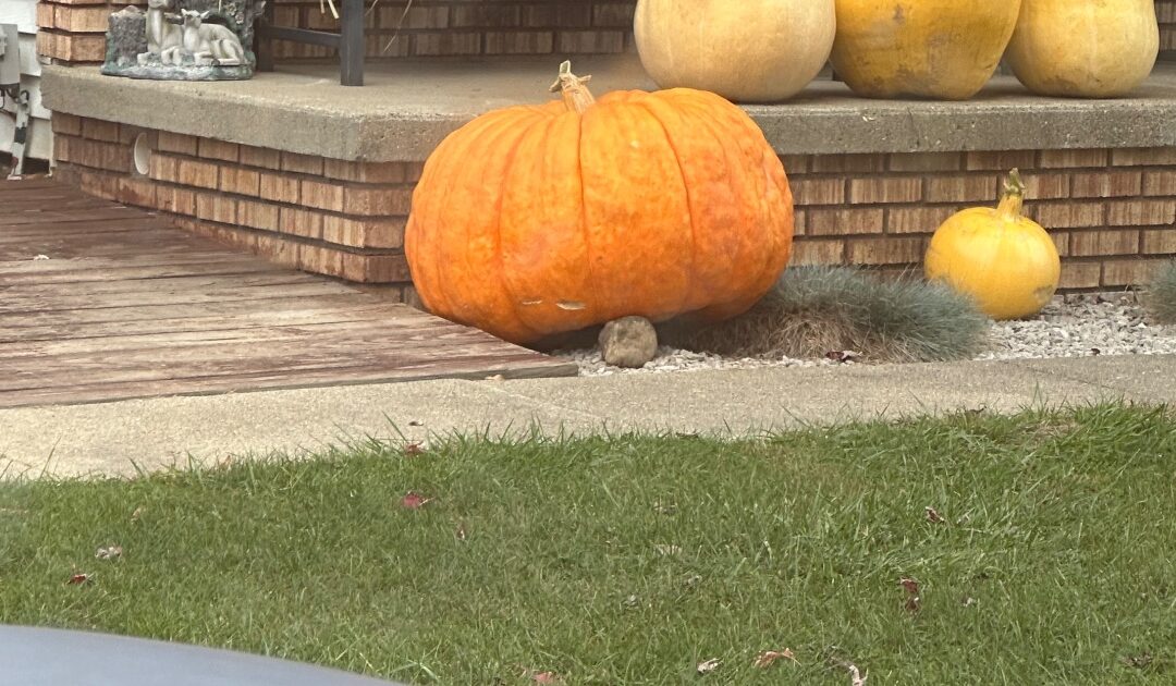 Lowest Price  Halloween Pumpkins