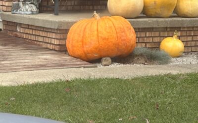 Lowest Price  Halloween Pumpkins