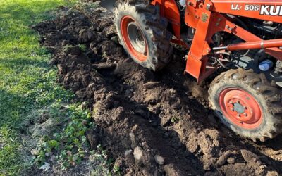 Top tips for your October garden