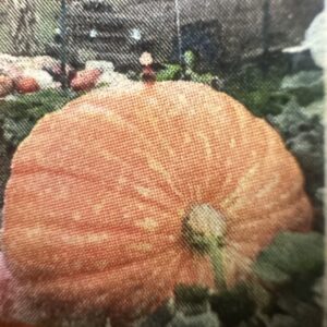 Perfect Pumpkin 1033.5 TOBOYEK