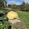 1,005 lbs NEW ! Giant Pumpkin 2023 Bubbas - Image 2