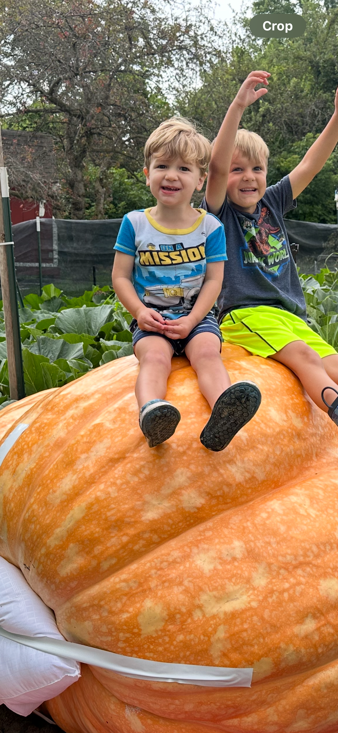 Big Pumpkin Seeds - Image 4