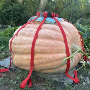 1451 Rowe 4 seeds from 2670  offspring