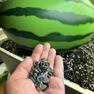 Big Watermelon Seeds
