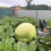 New Bushel Gourd 239 lb Toboyeck