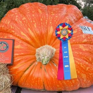 953.5 Keegan '25 - 2 seeds