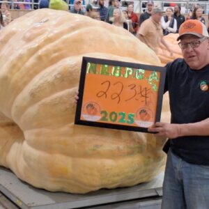 2234 Kruszyna '25 - 2 Seeds