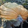 New Godzilla 2,200 lb  pumpkin 2023 - Image 3