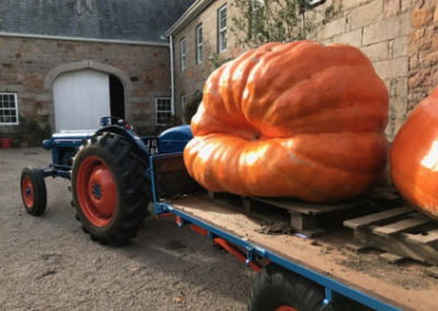 UK giant pumpkins