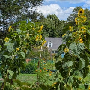 10 ft Sunflowers - 15 seeds