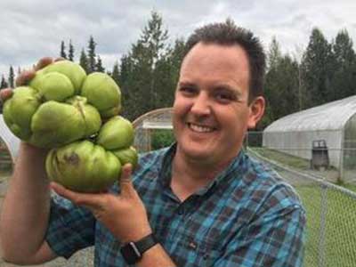 Our 2016 Tomato leader grown in NEW Alaska State Record