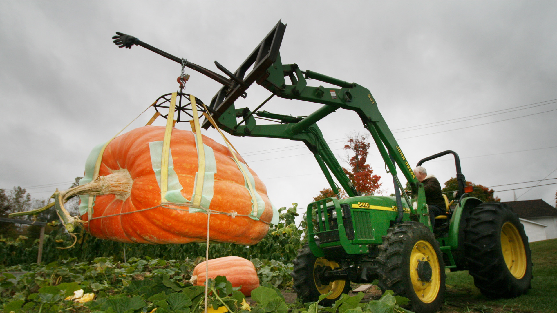 seeds from giant pumpkins