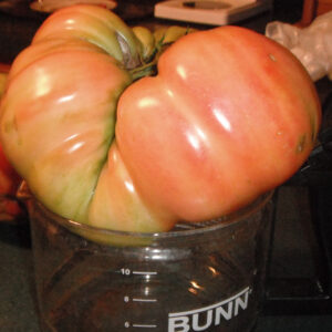 giant tomato