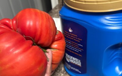 Beef Steak Tomatoes Domingo