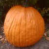 Field Pumpkin Giant 80 & 102 lb