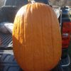 Field Pumpkin Giant 80 & 102 lb - Image 2