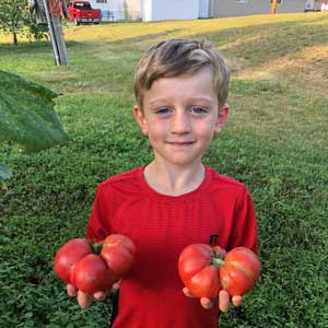 Jacks home grown tomatoes