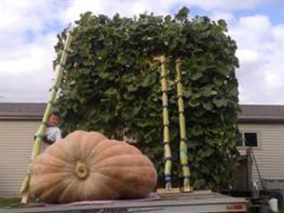 Pete Vander Wielen Giant Vegetables